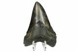 Serrated, Fossil Megalodon Tooth - South Carolina #170480-2